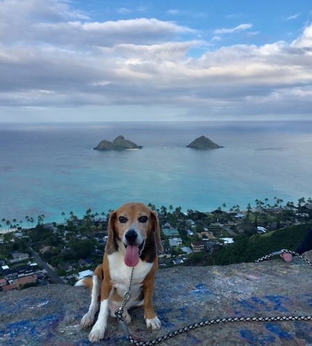 My Favorite Spots in Kailua Not in the Guidebooks
